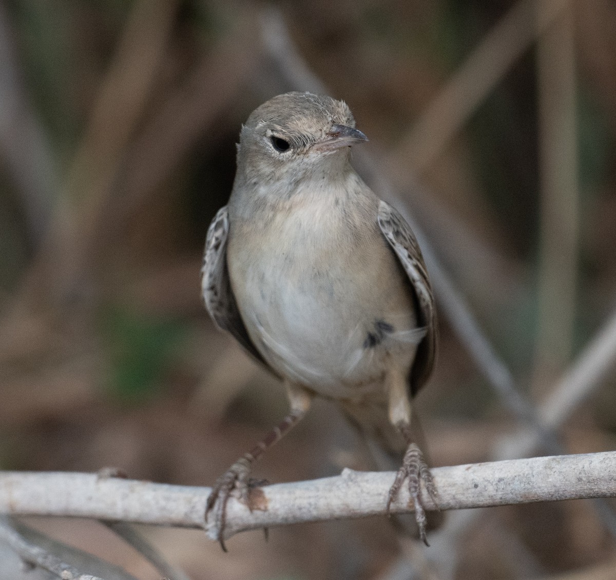 Sterpazzola - ML644100441