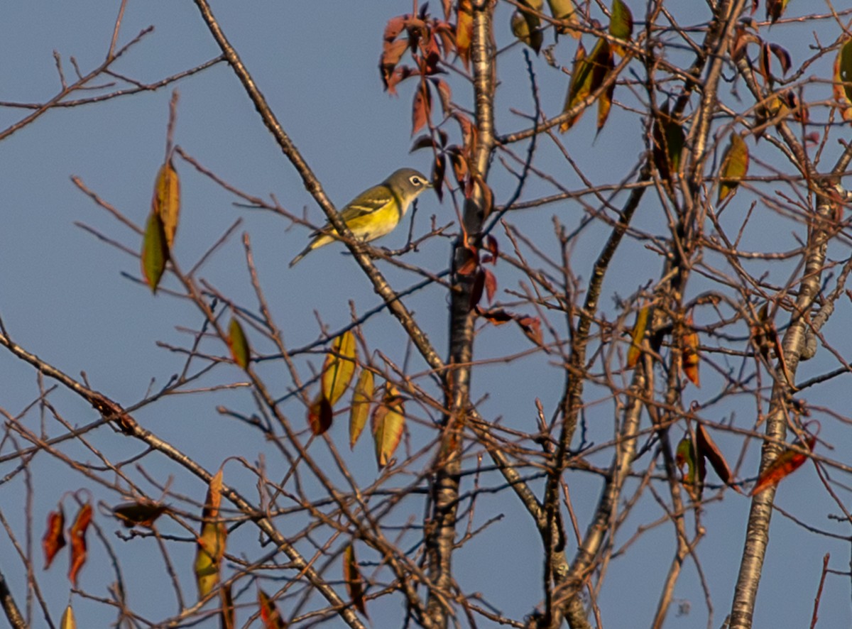 Blue-headed Vireo - ML644100446