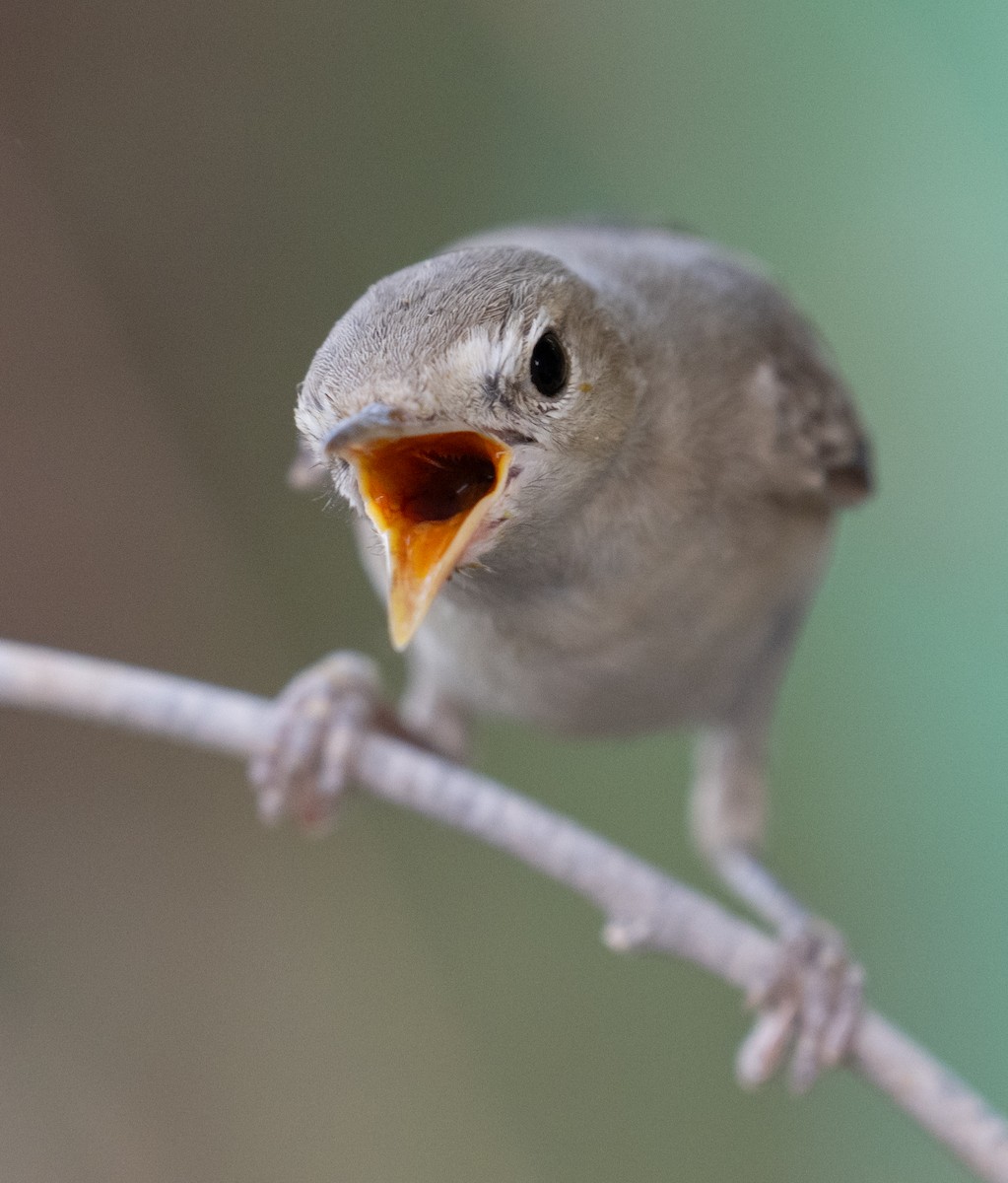 Eastern Olivaceous Warbler - ML644100450