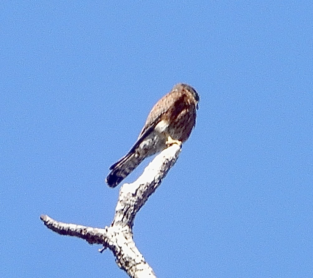 Malagasy Kestrel - ML644100454