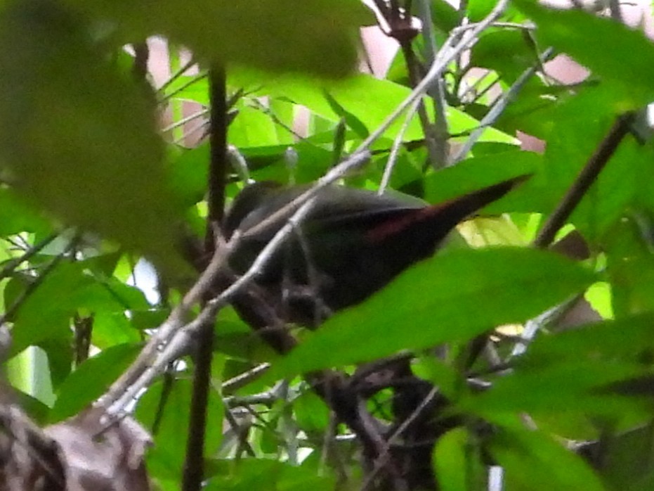 Blue-faced Parrotfinch - ML644100456