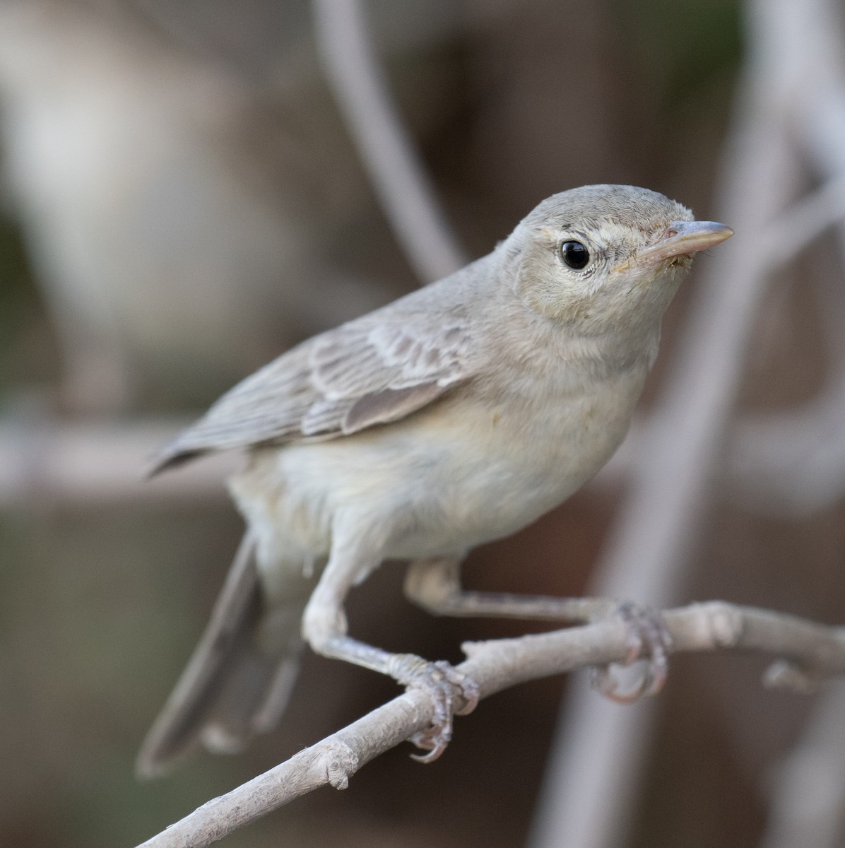 Eastern Olivaceous Warbler - ML644100476