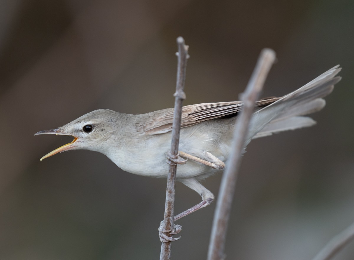 Eastern Olivaceous Warbler - ML644100490