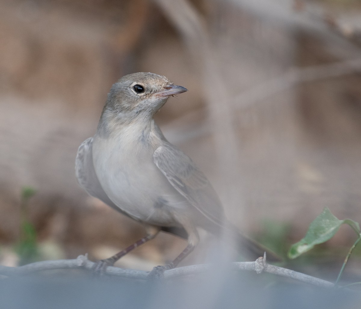 Sterpazzola - ML644100495