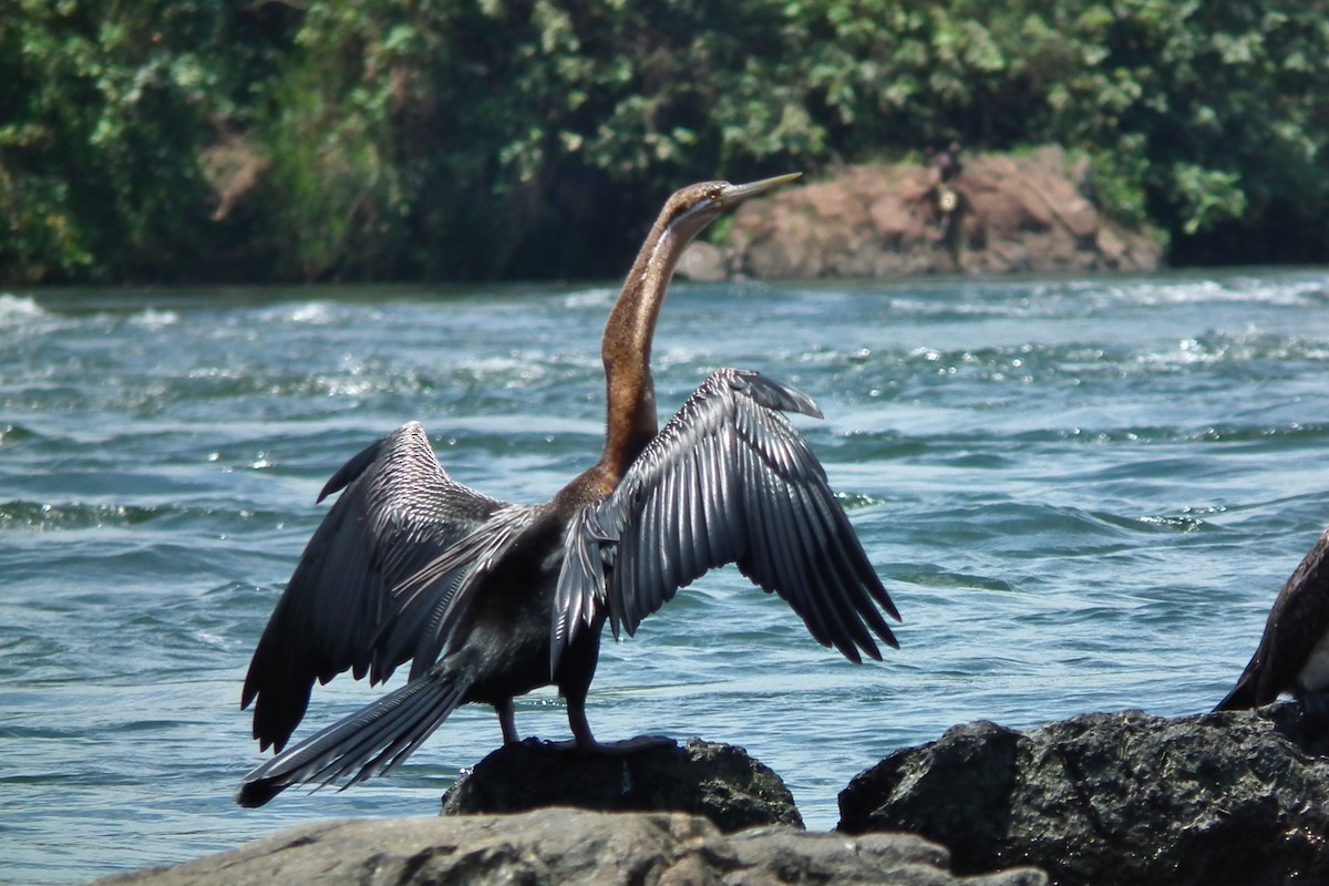 anhinga africká - ML644100500