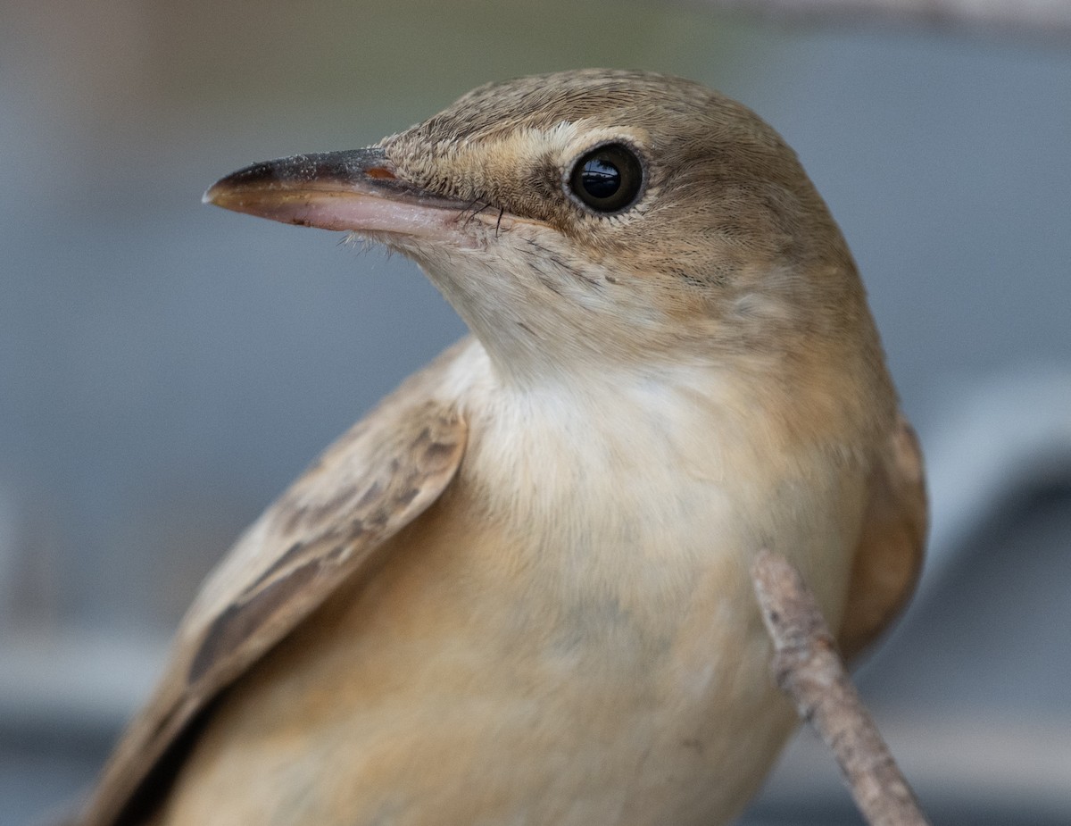 Great Reed Warbler - ML644100503