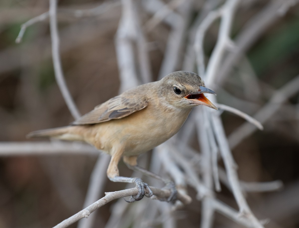 Great Reed Warbler - ML644100504
