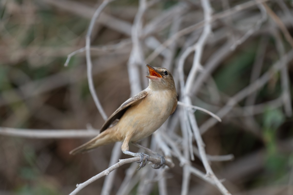 Great Reed Warbler - ML644100505