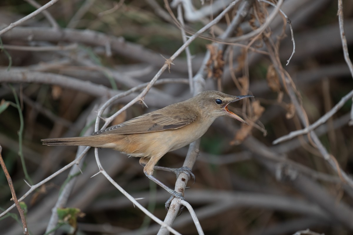 Great Reed Warbler - ML644100506
