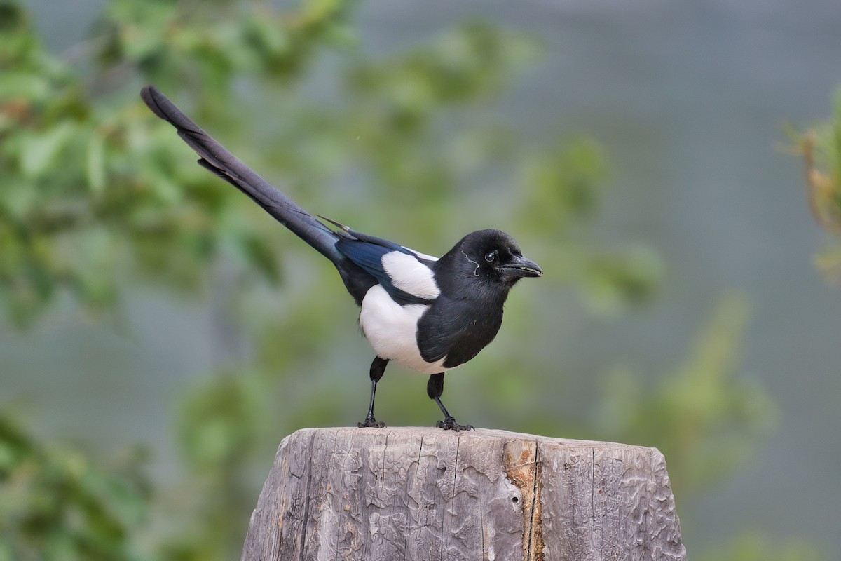 Black-billed Magpie - ML644100522