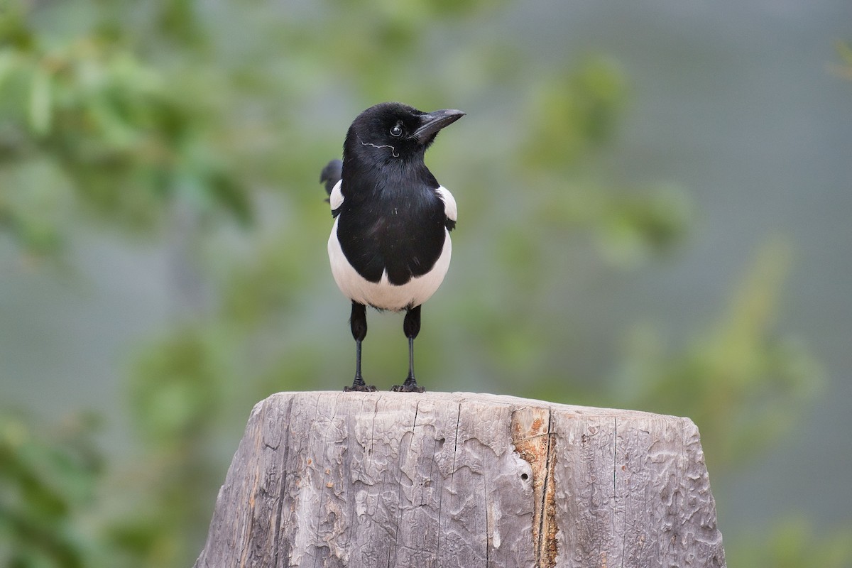 Black-billed Magpie - ML644100523