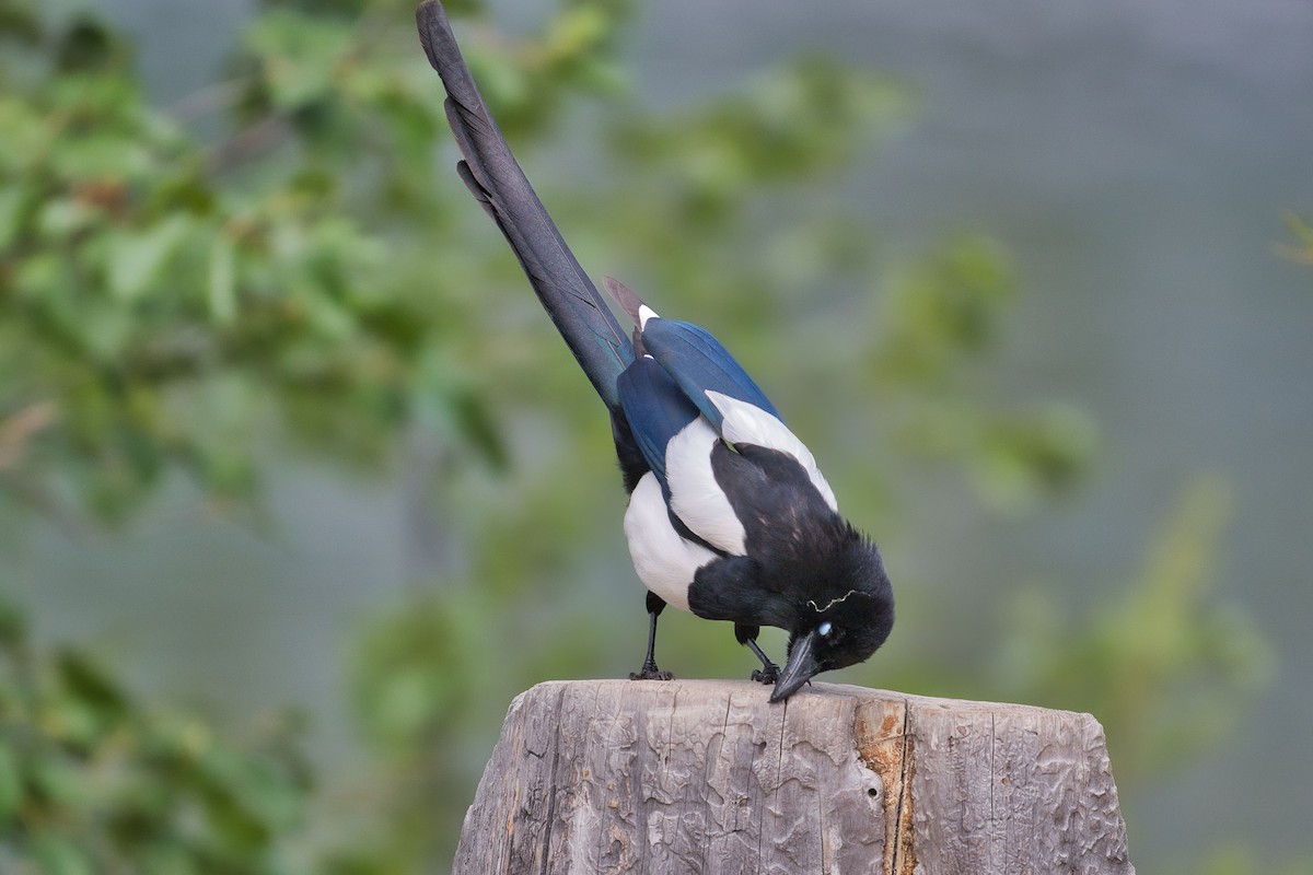 Black-billed Magpie - ML644100524