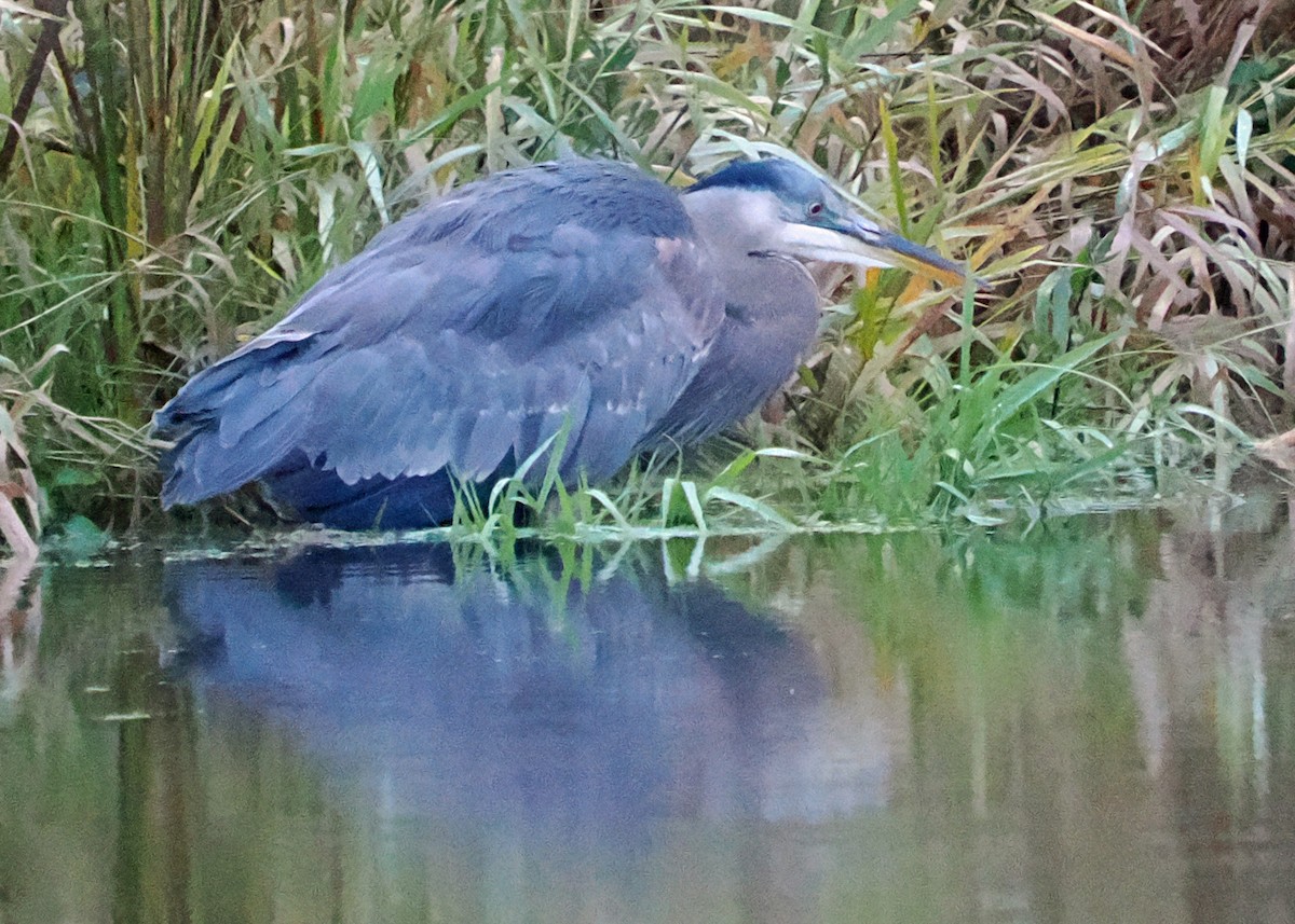 Great Blue Heron - ML644100525