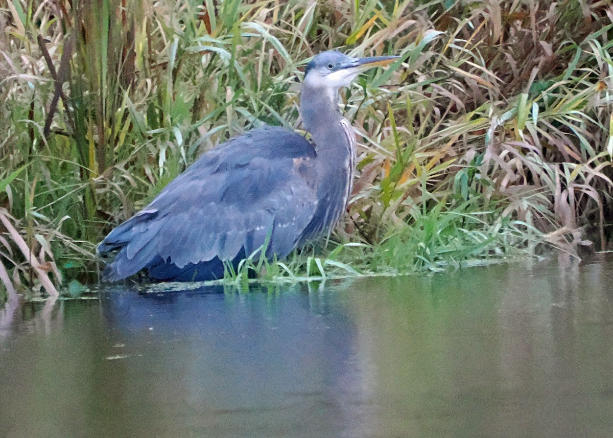 Great Blue Heron - ML644100526