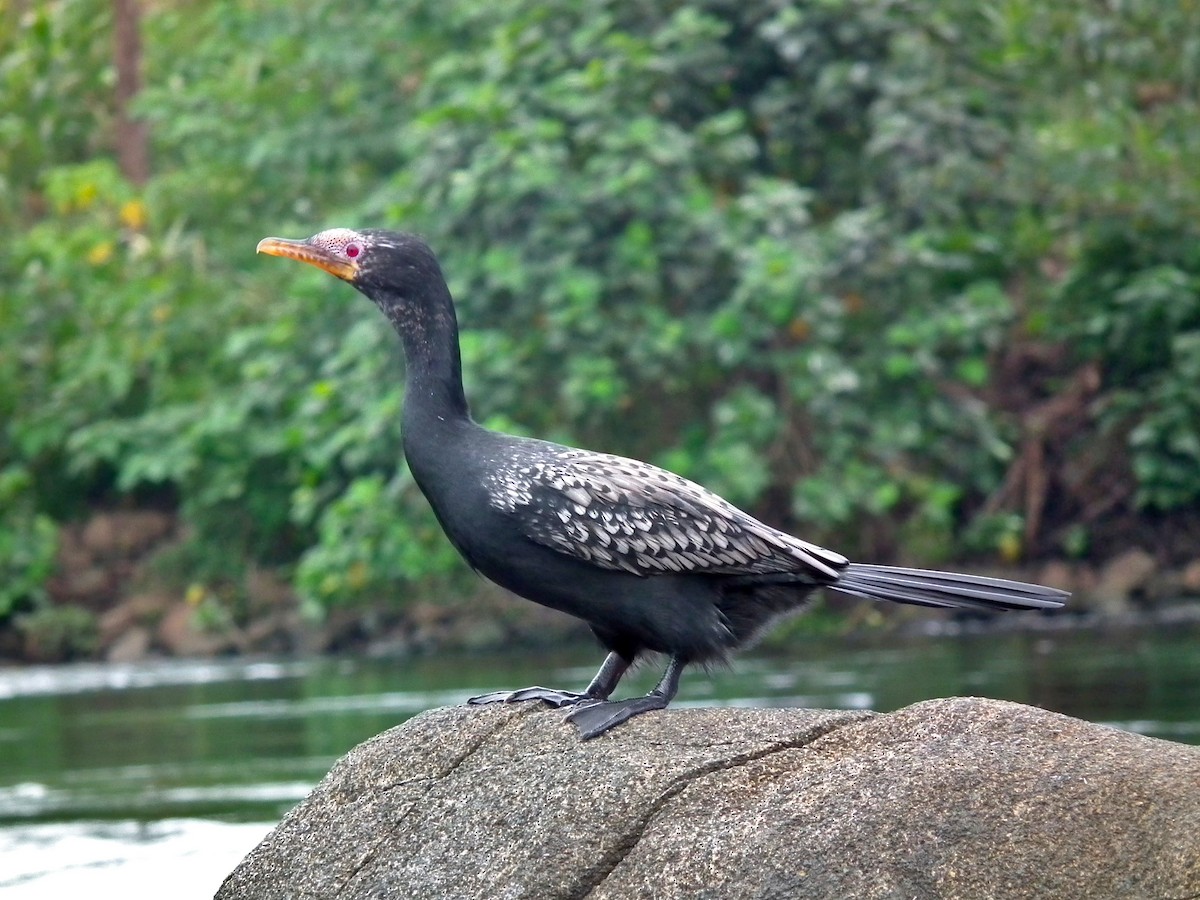 kormorán dlouhoocasý - ML644100541