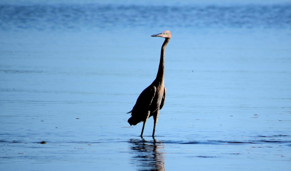 Reddish Egret - ML644100543