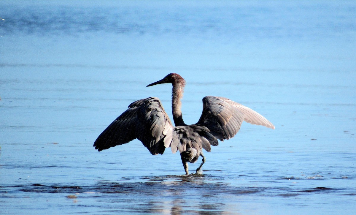 Reddish Egret - ML644100545