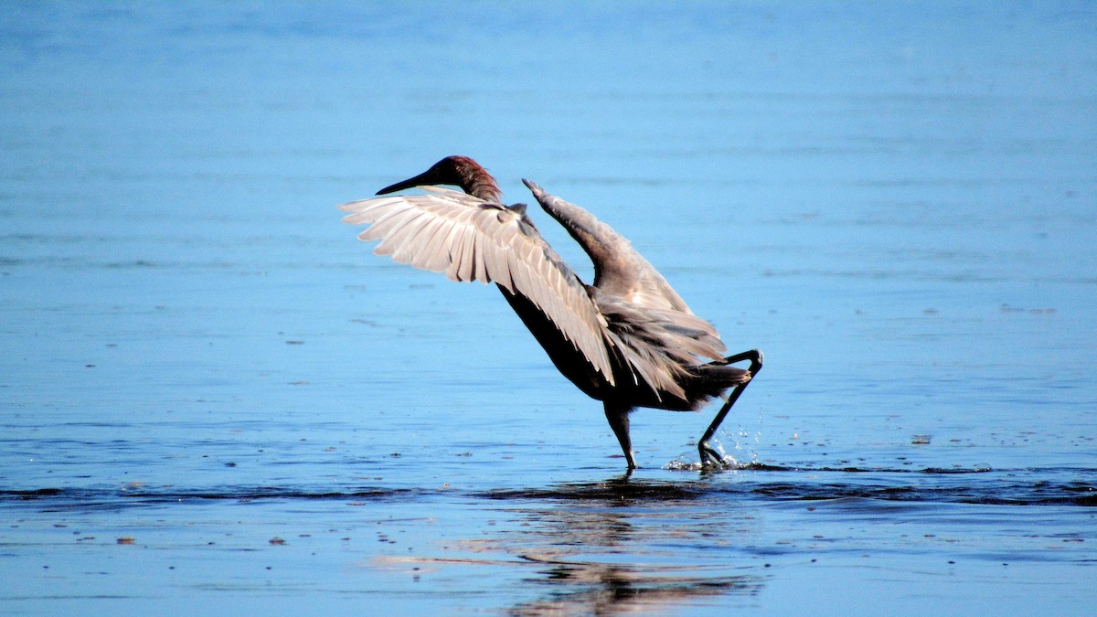 Reddish Egret - ML644100546