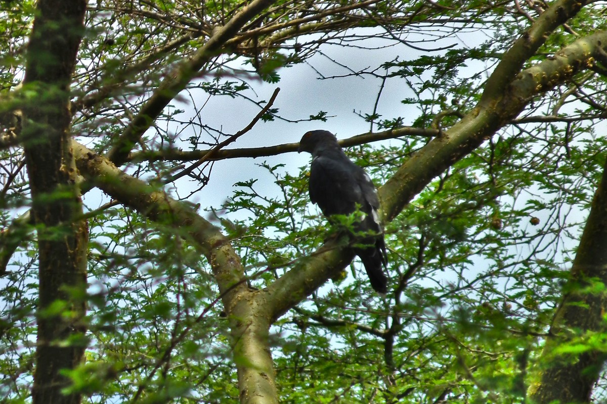 African Cuckoo-Hawk - ML644100561