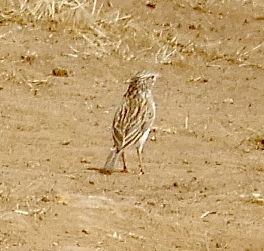 Madagaskarlerche - ML644100562