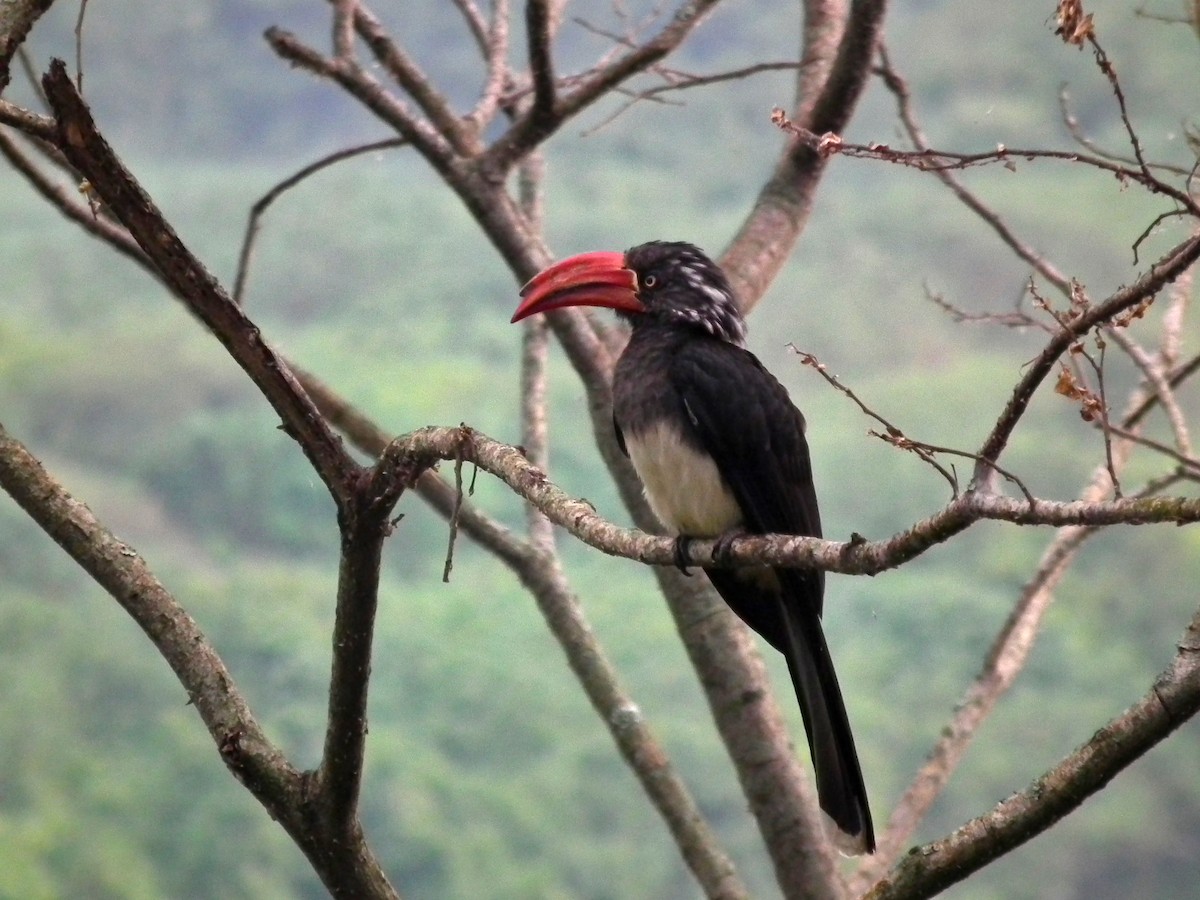 Crowned Hornbill - ML644100582
