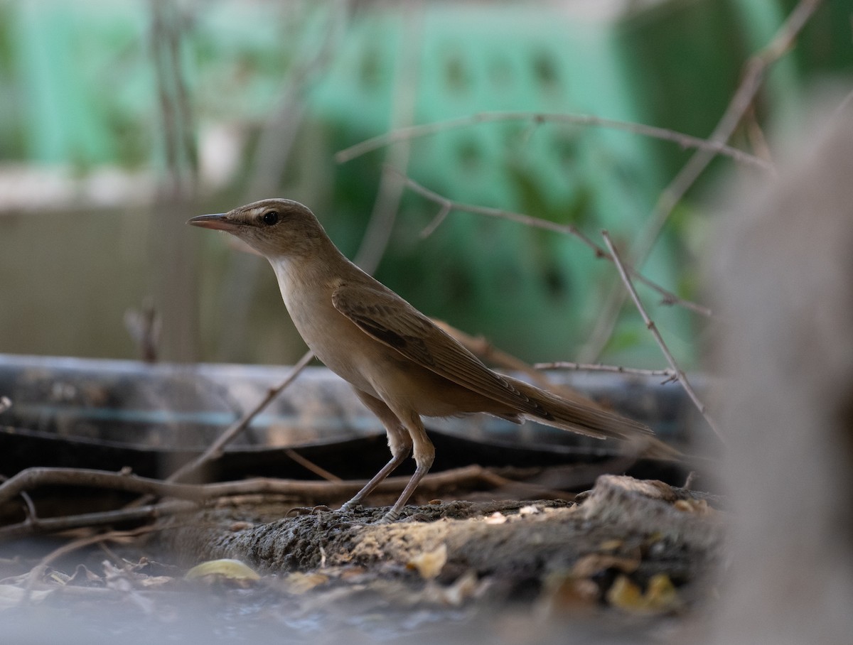 Great Reed Warbler - ML644100590