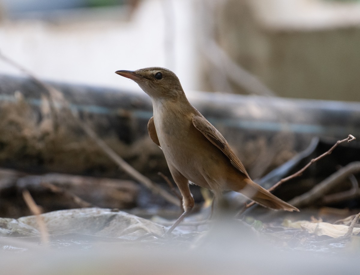 Great Reed Warbler - ML644100591