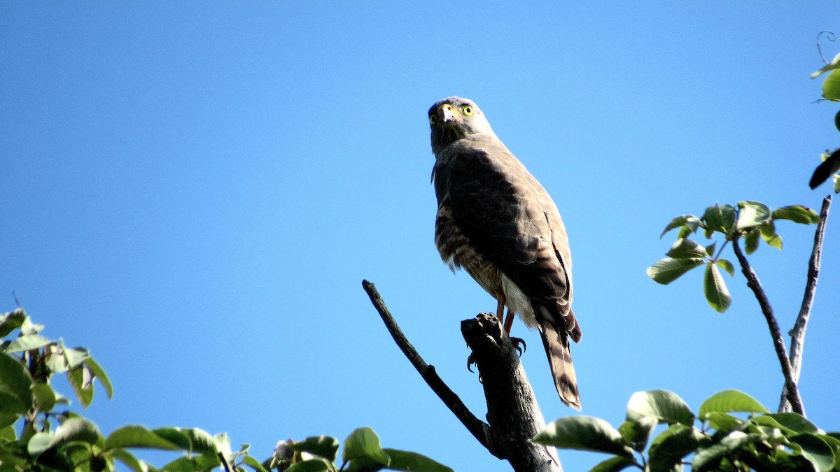 Roadside Hawk - ML644100595