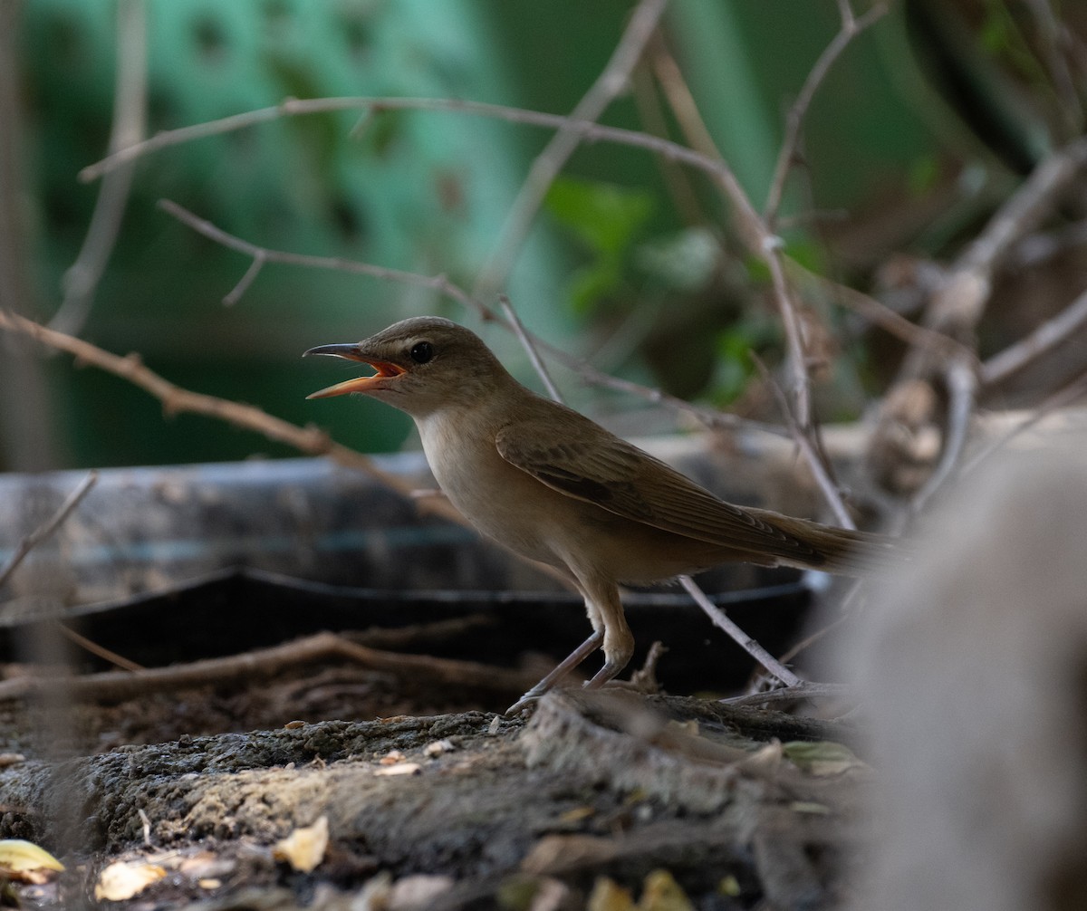 Great Reed Warbler - ML644100605