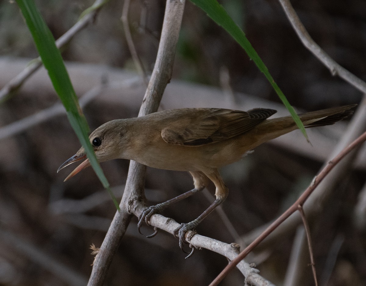 Great Reed Warbler - ML644100609
