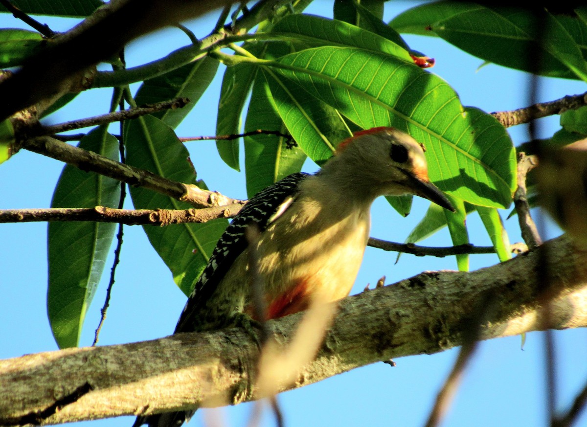 Golden-fronted Woodpecker - ML644100618