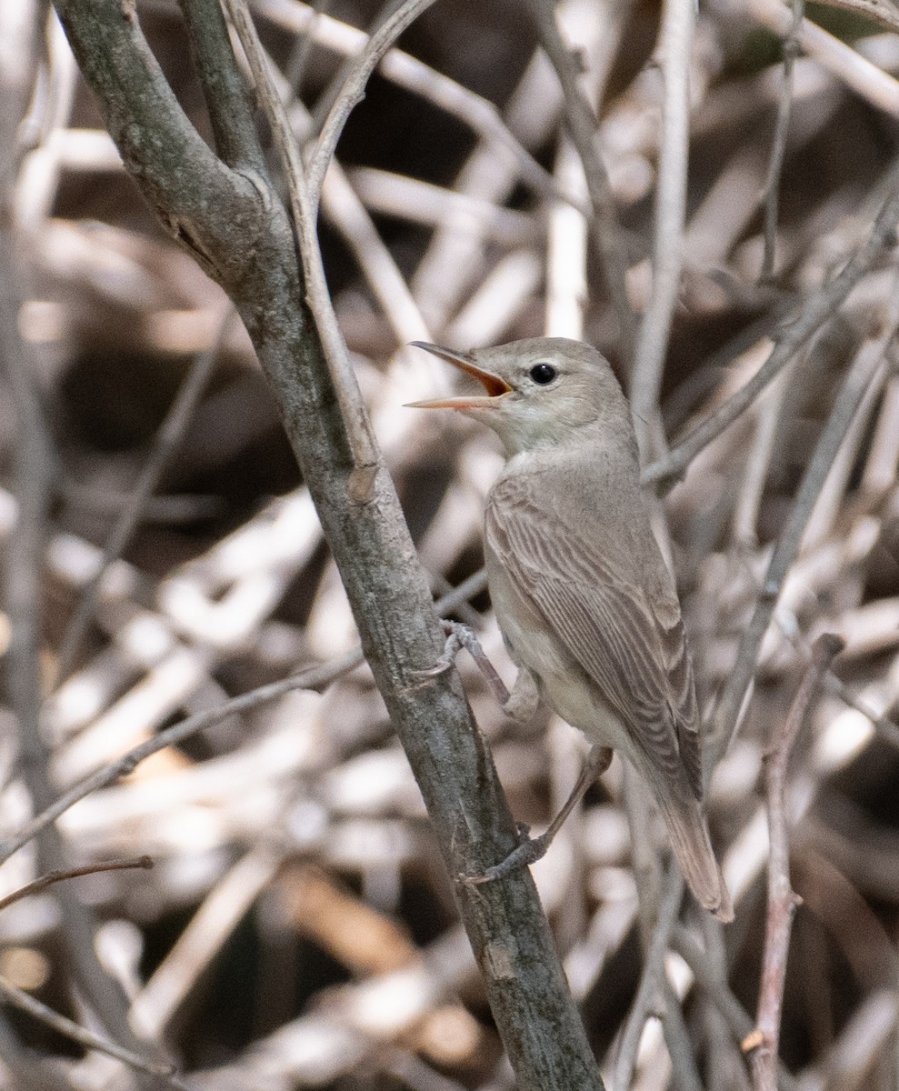 Eastern Olivaceous Warbler - ML644100623