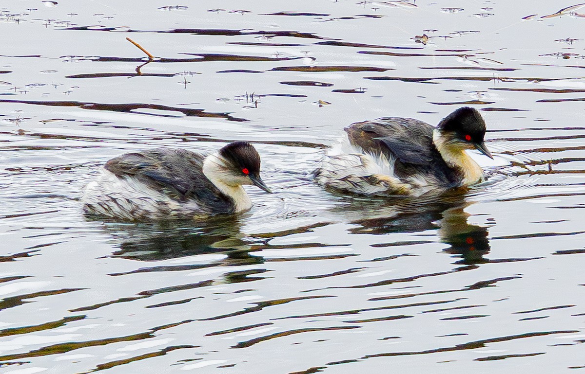 Silvery Grebe - ML644100631