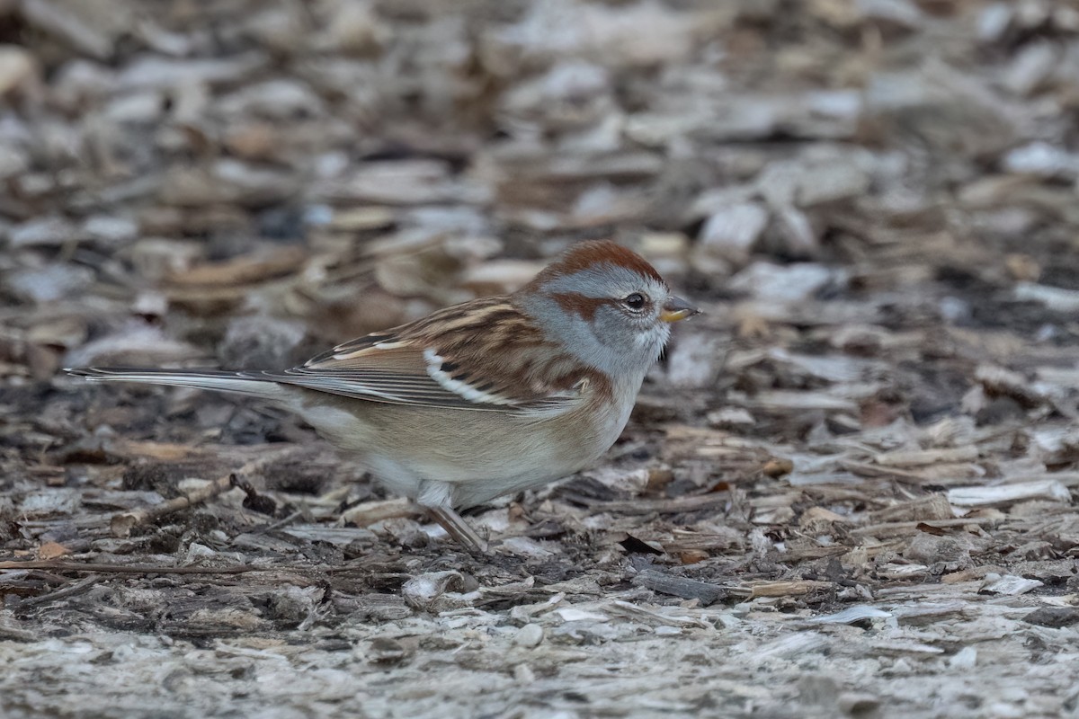 American Tree Sparrow - ML644100638