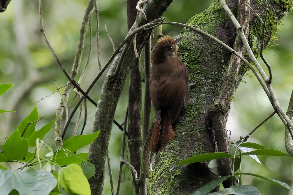 ミナミコオニキバシリ - ML644100641