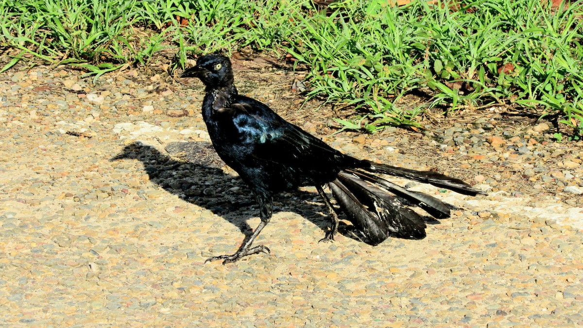 Great-tailed Grackle - ML644100666