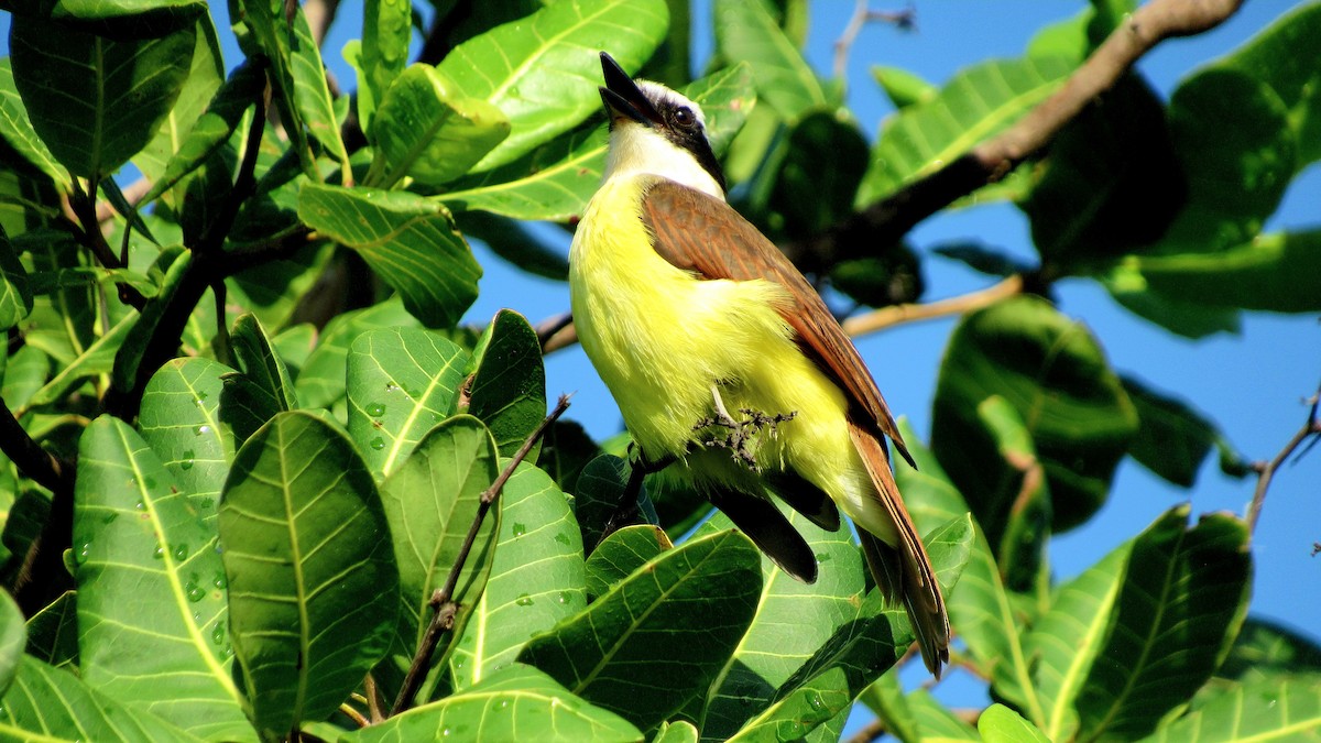 Great Kiskadee - ML644100689