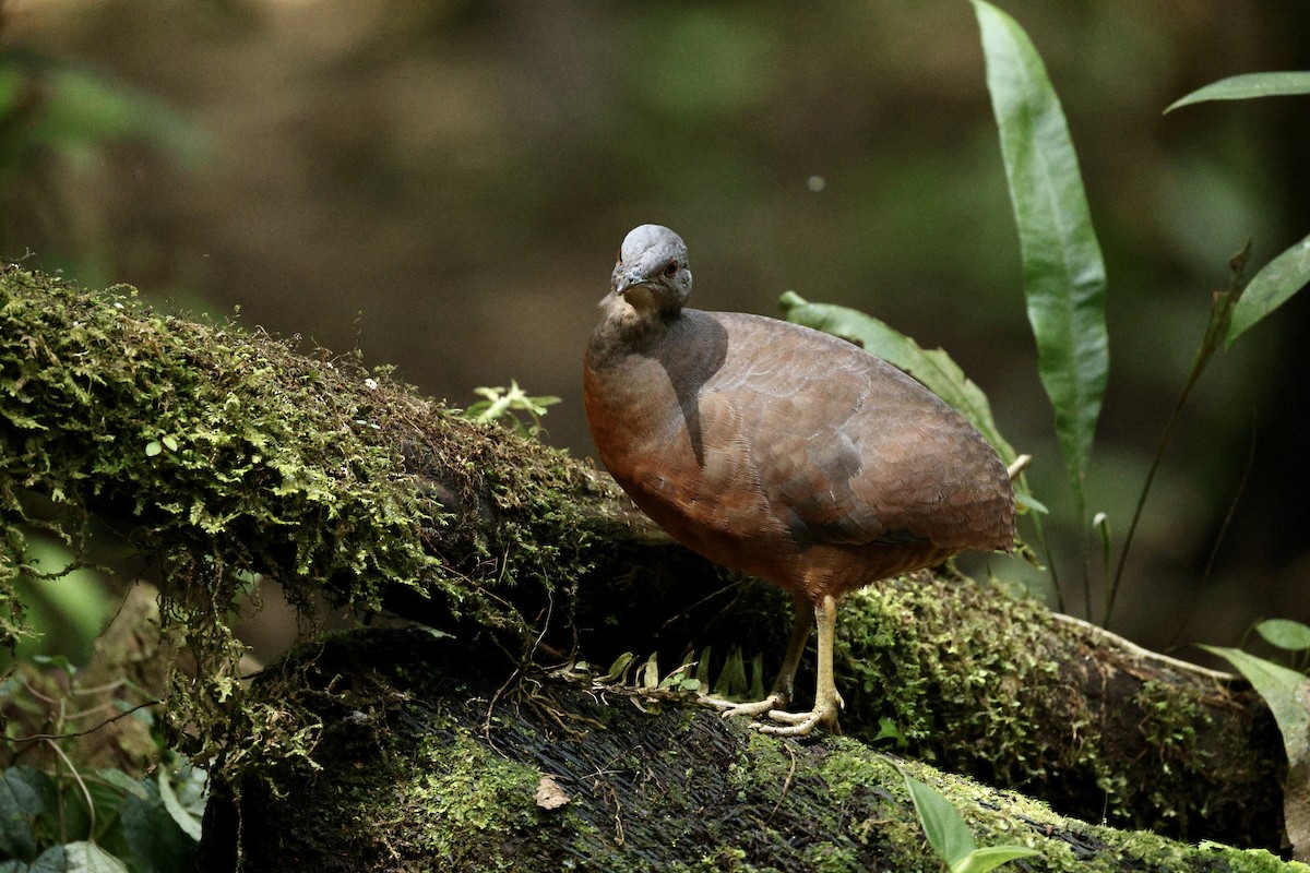 コシギダチョウ - ML644100697