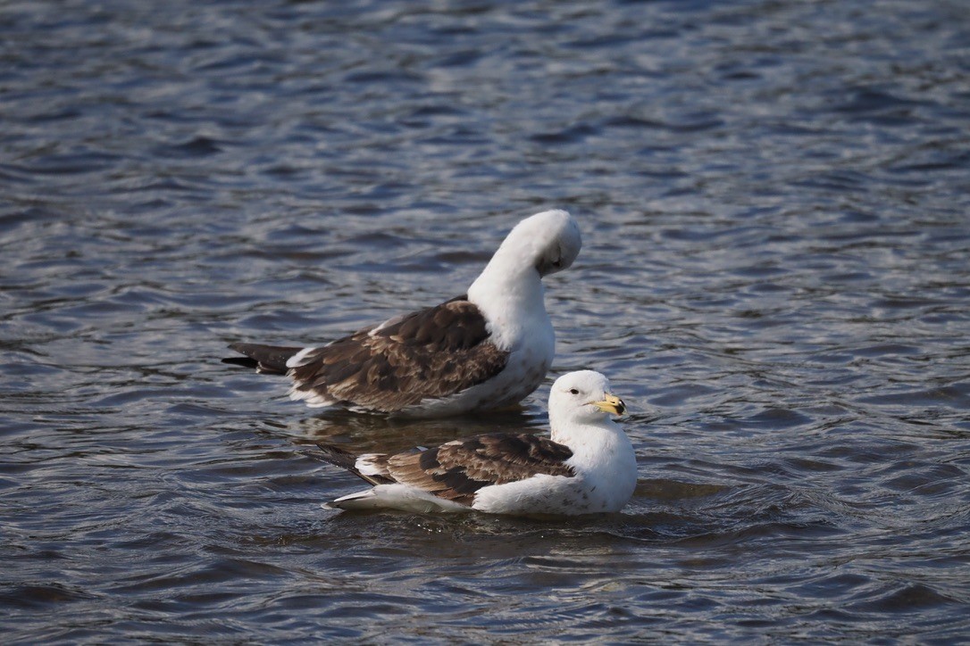 Kelp Gull - ML644100707