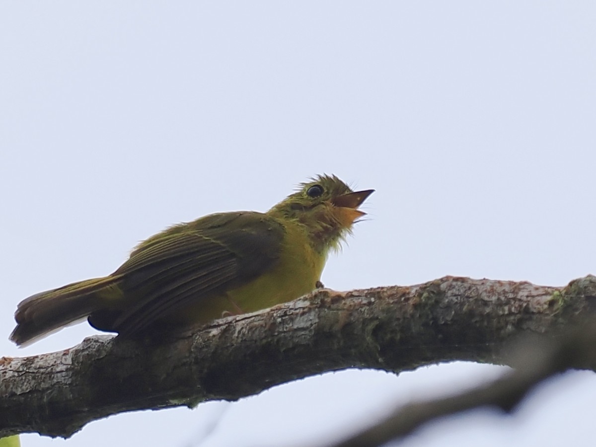 Citrine Canary-Flycatcher - ML644100718