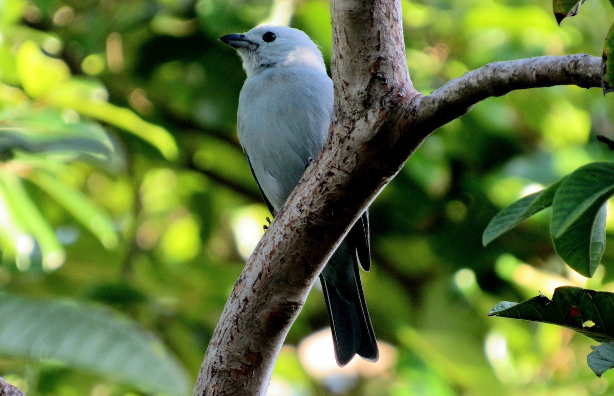 Blue-gray Tanager - ML644100727