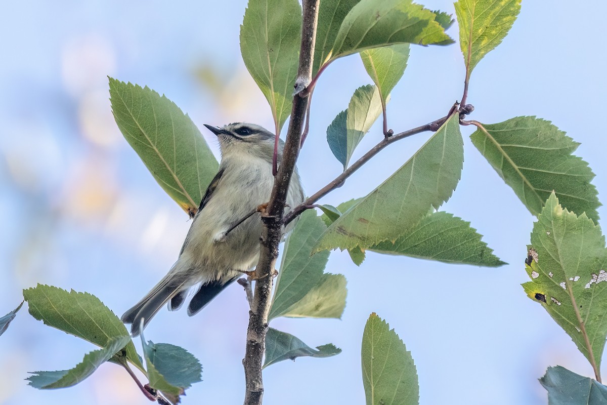 Golden-crowned Kinglet - ML644100736