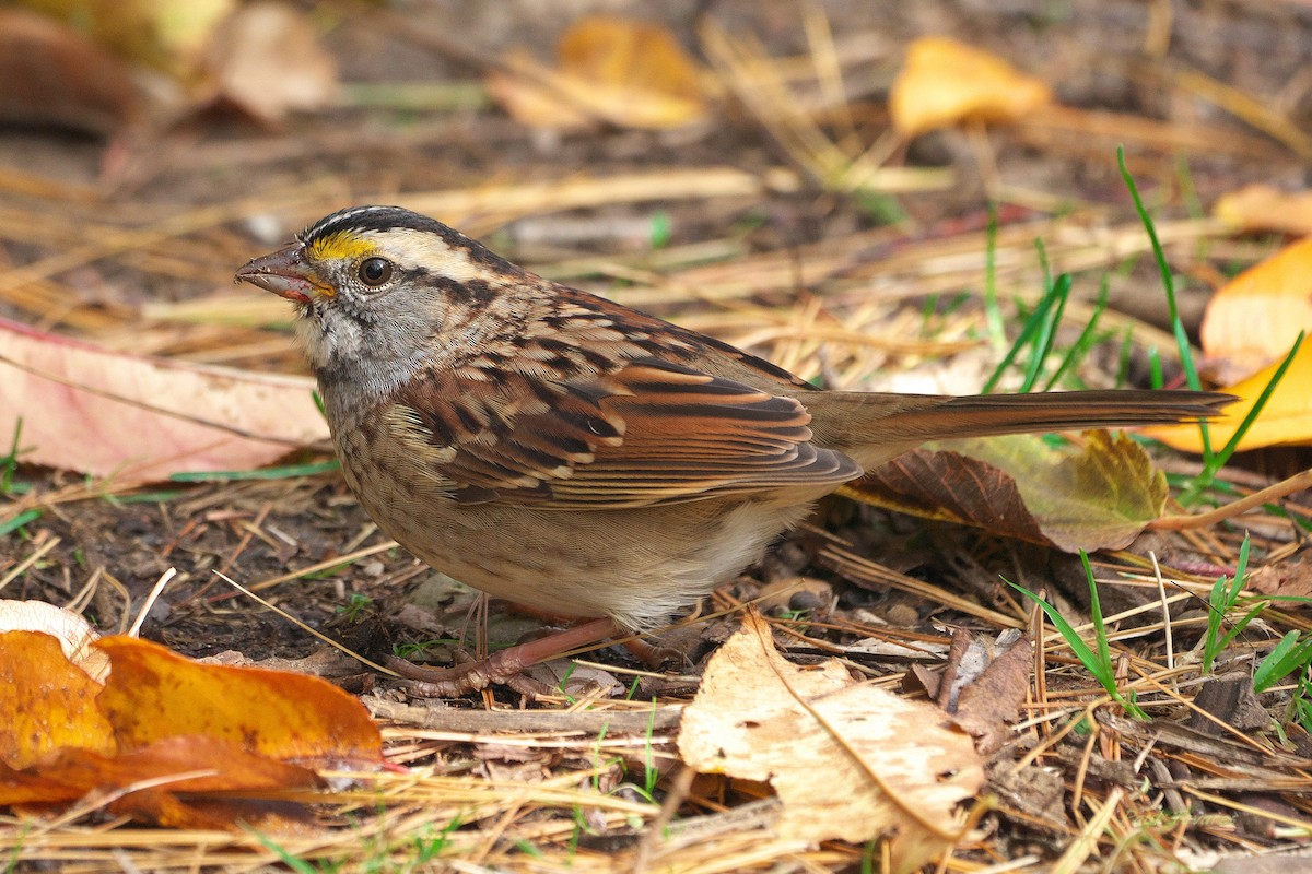 White-throated Sparrow - ML644100738