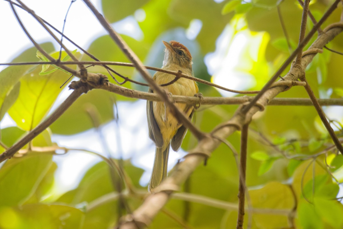 Gray-eyed Greenlet - ML644100739