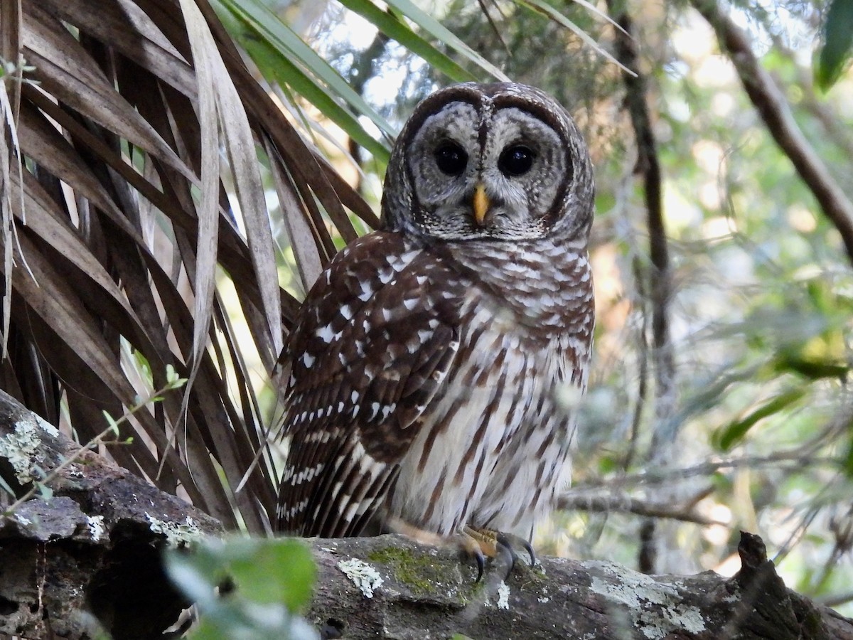 Barred Owl - ML644100748