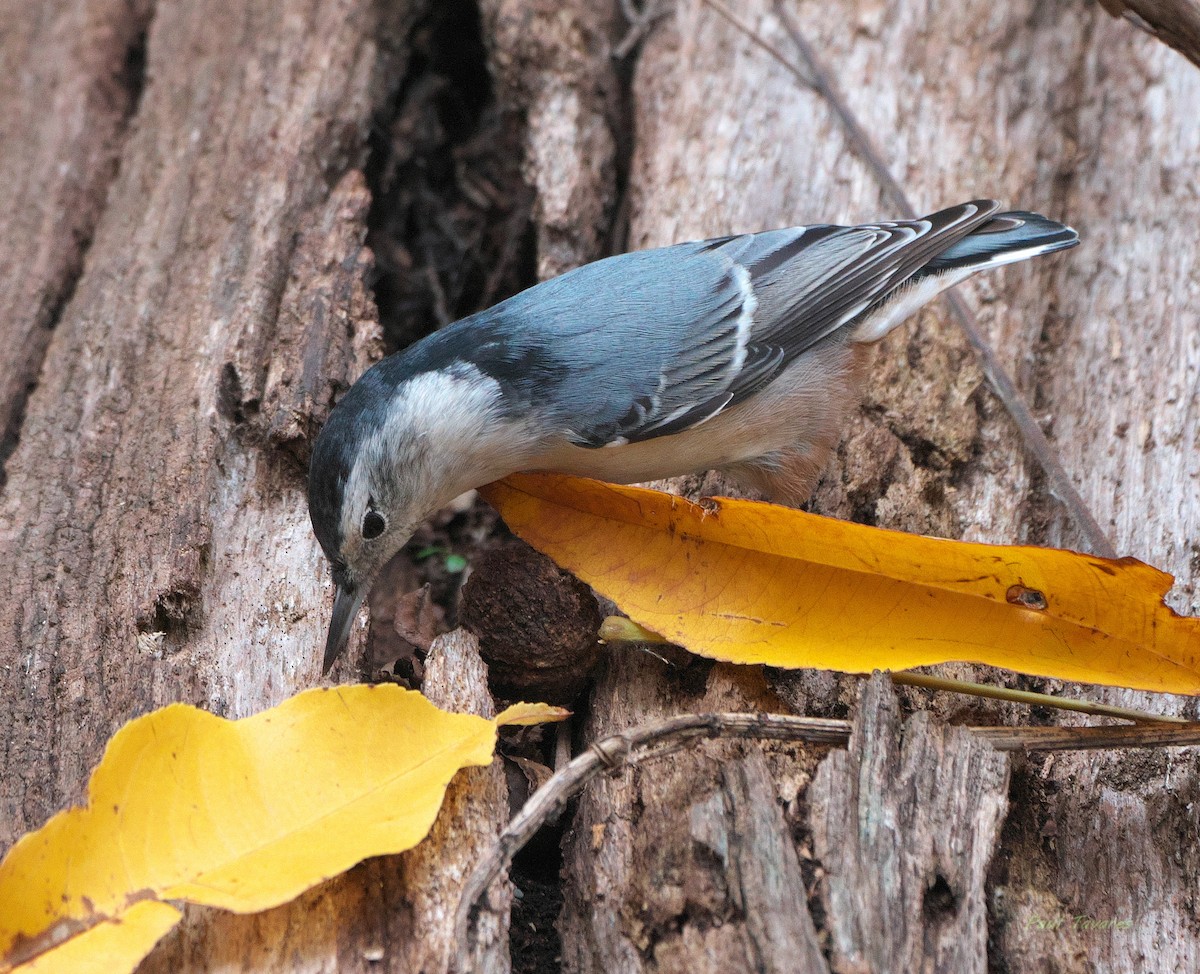 White-breasted Nuthatch - ML644100750