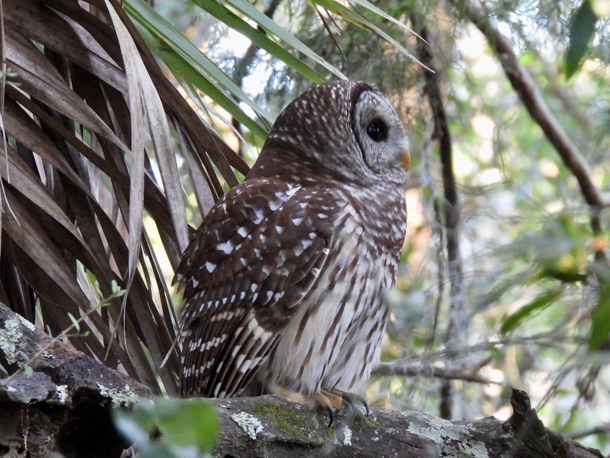 Barred Owl - ML644100752