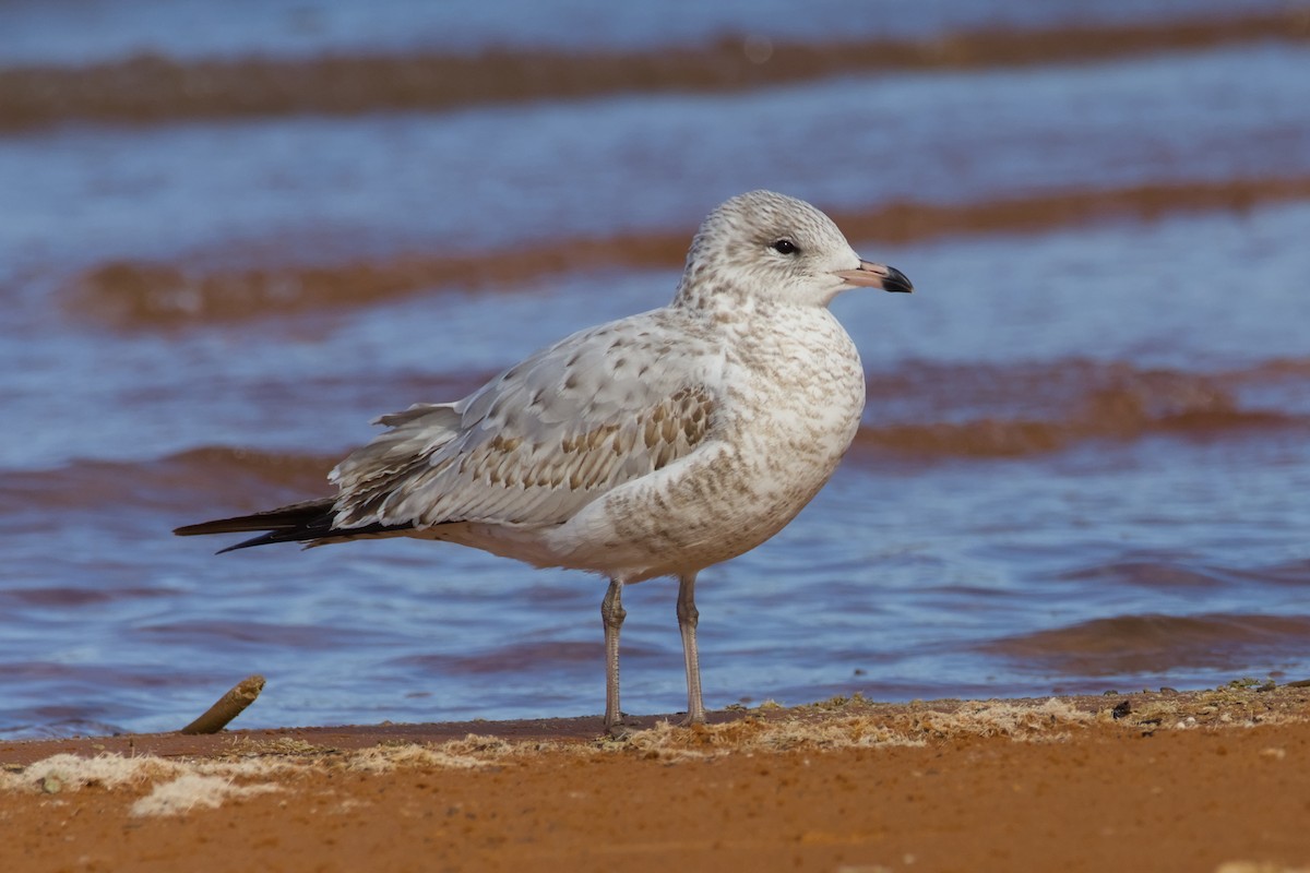 Ring-billed Gull - ML644100761