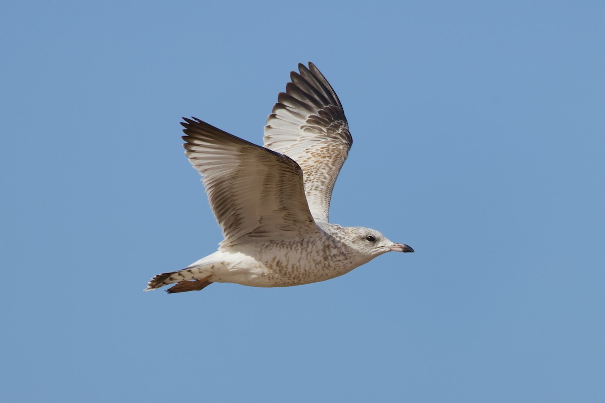 Ring-billed Gull - ML644100762