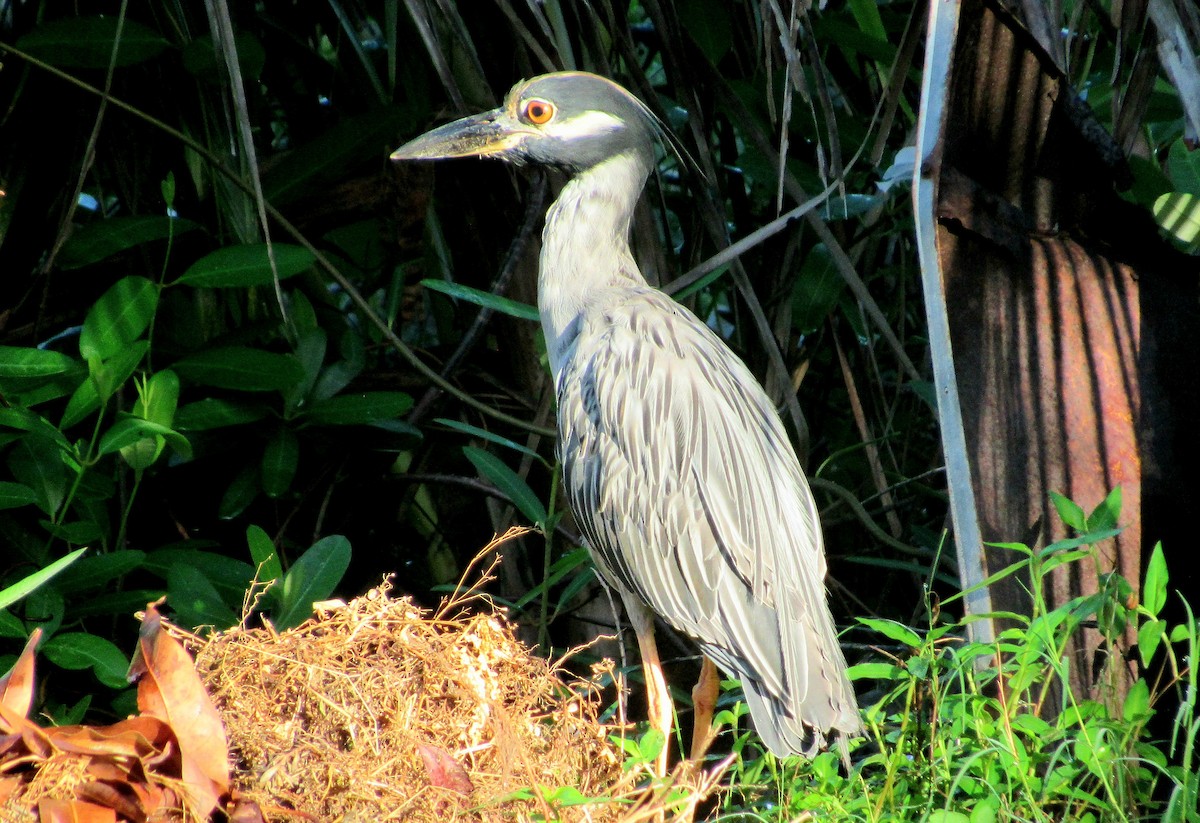 Yellow-crowned Night Heron - ML644100779